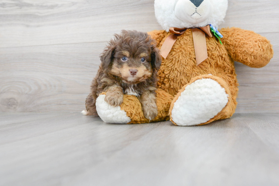 Friendly Mini Aussiedoodle Baby