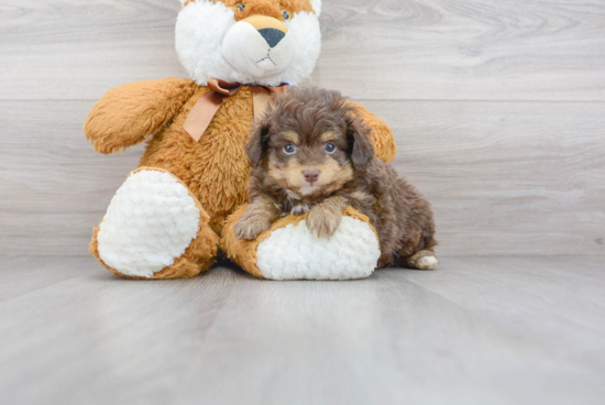 Best Mini Aussiedoodle Baby