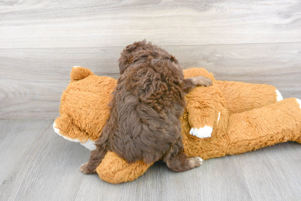 Little Aussiepoo Poodle Mix Puppy