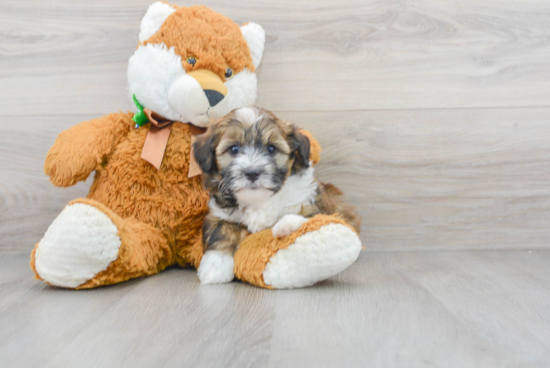 Playful Aussiepoo Poodle Mix Puppy