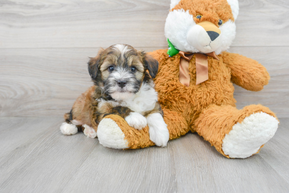 Little Aussiepoo Poodle Mix Puppy