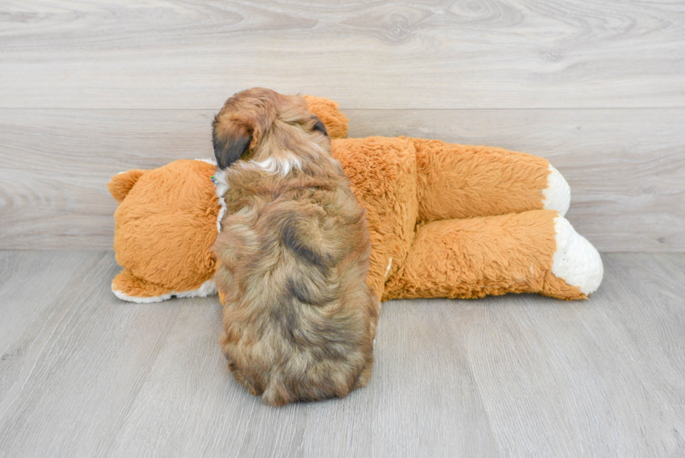 Mini Aussiedoodle Puppy for Adoption