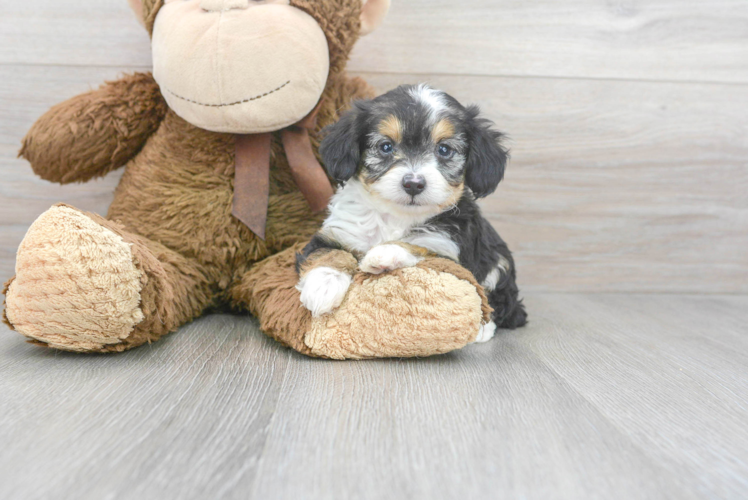 Mini Aussiedoodle Pup Being Cute