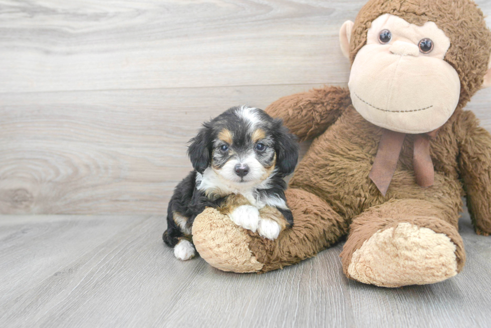 Energetic Aussiepoo Poodle Mix Puppy