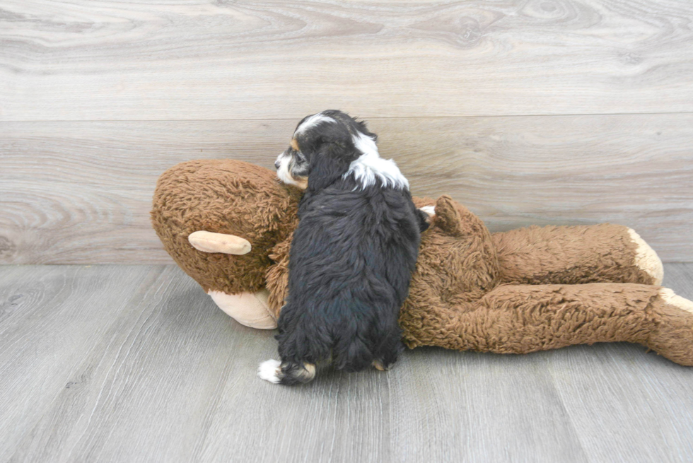 Mini Aussiedoodle Puppy for Adoption