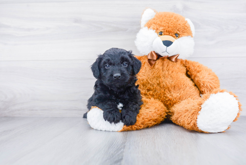 Mini Aussiedoodle Puppy for Adoption