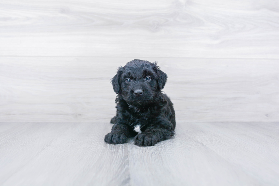 Mini Aussiedoodle Puppy for Adoption