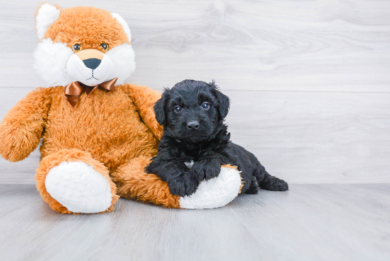 Mini Aussiedoodle Puppy for Adoption