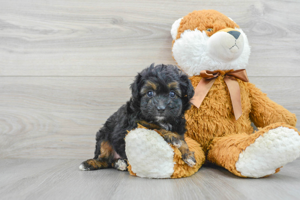 Best Mini Aussiedoodle Baby