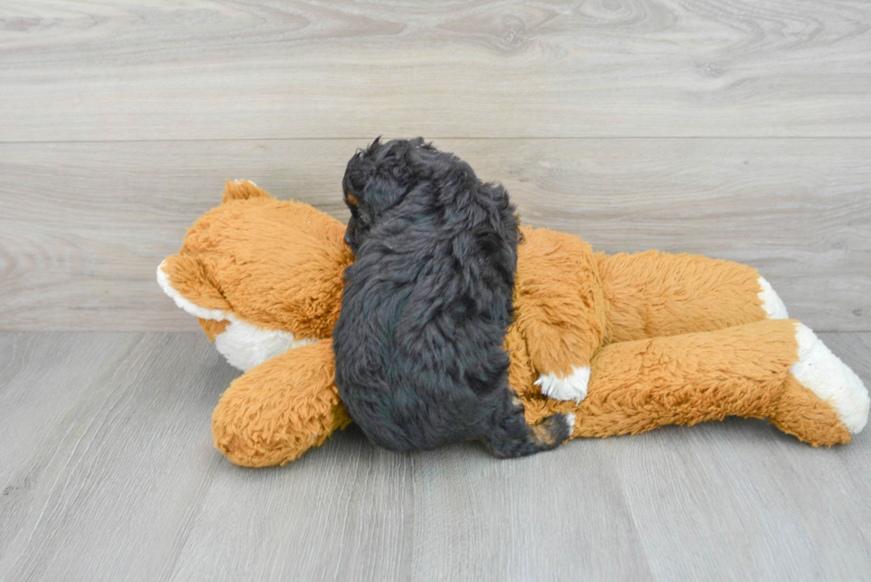 Adorable Aussiepoo Poodle Mix Puppy