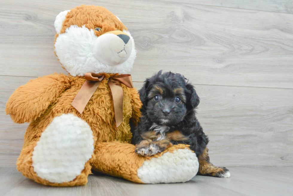 Sweet Mini Aussiedoodle Baby