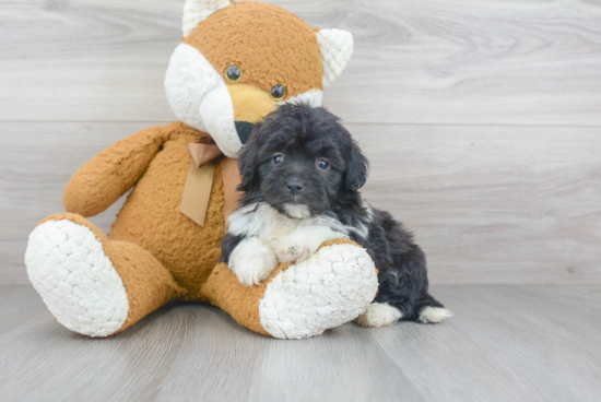 Best Mini Aussiedoodle Baby