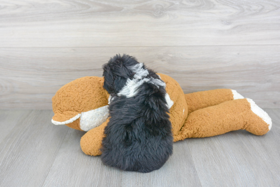 Petite Mini Aussiedoodle Poodle Mix Pup