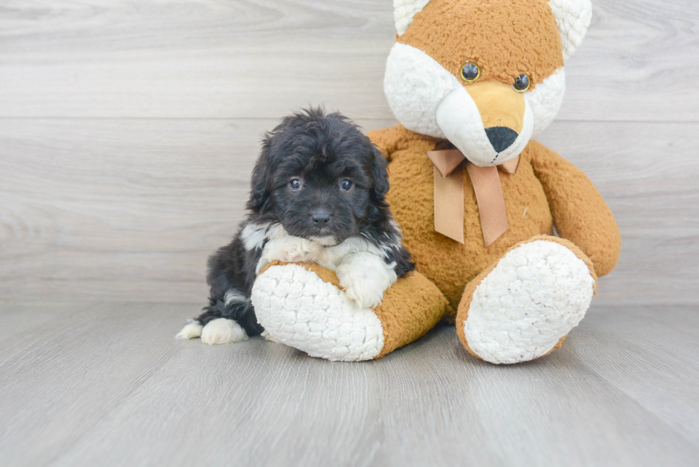 Funny Mini Aussiedoodle Poodle Mix Pup