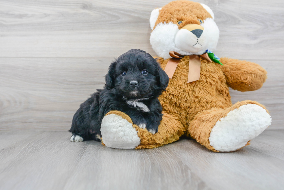 Popular Mini Aussiedoodle Poodle Mix Pup