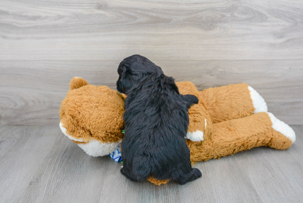 Best Mini Aussiedoodle Baby