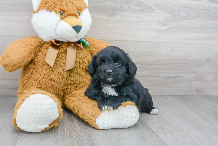 Mini Aussiedoodle Puppy for Adoption