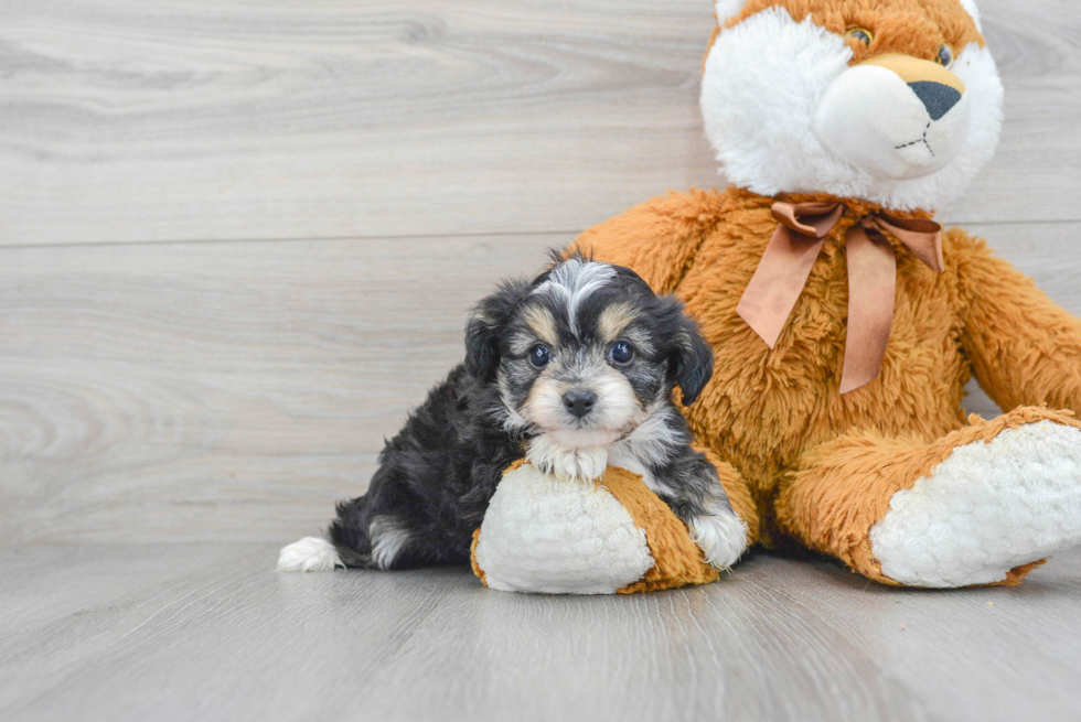 Mini Aussiedoodle Puppy for Adoption