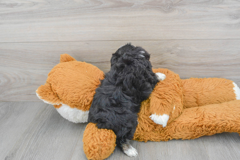 Little Aussiepoo Poodle Mix Puppy