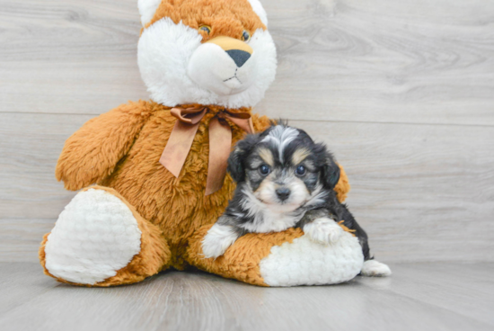 Little Aussiepoo Poodle Mix Puppy