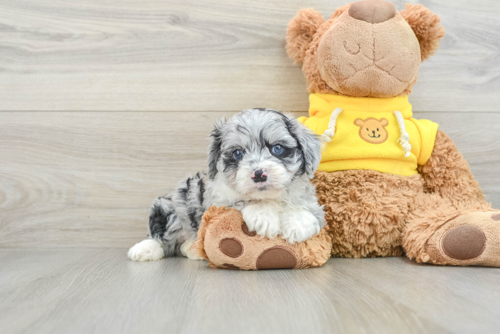 Small Mini Aussiedoodle Baby