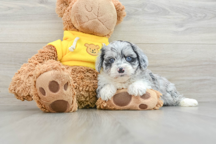 Playful Mini Aussiepoodle Poodle Mix Puppy