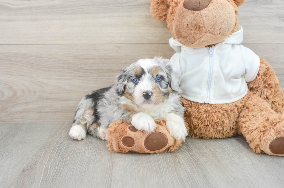 6 week old Mini Aussiedoodle Puppy For Sale - Premier Pups