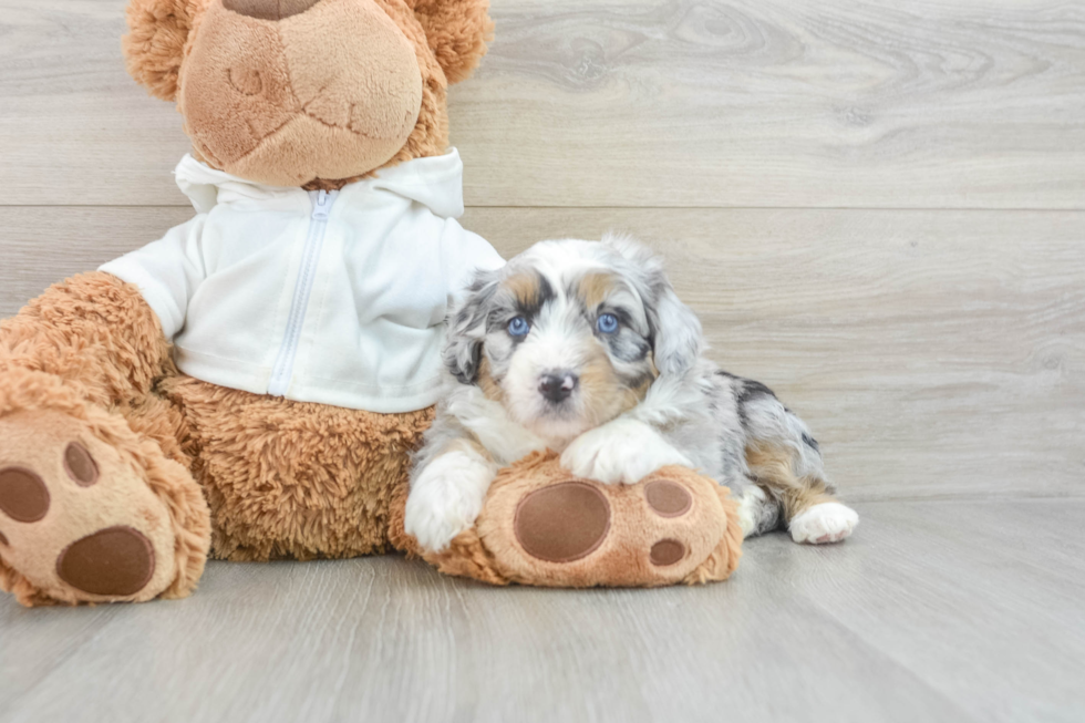 Best Mini Aussiedoodle Baby