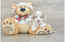 Mini Aussiedoodle Pup Being Cute