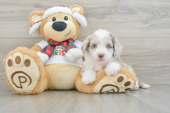 Mini Aussiedoodle Pup Being Cute