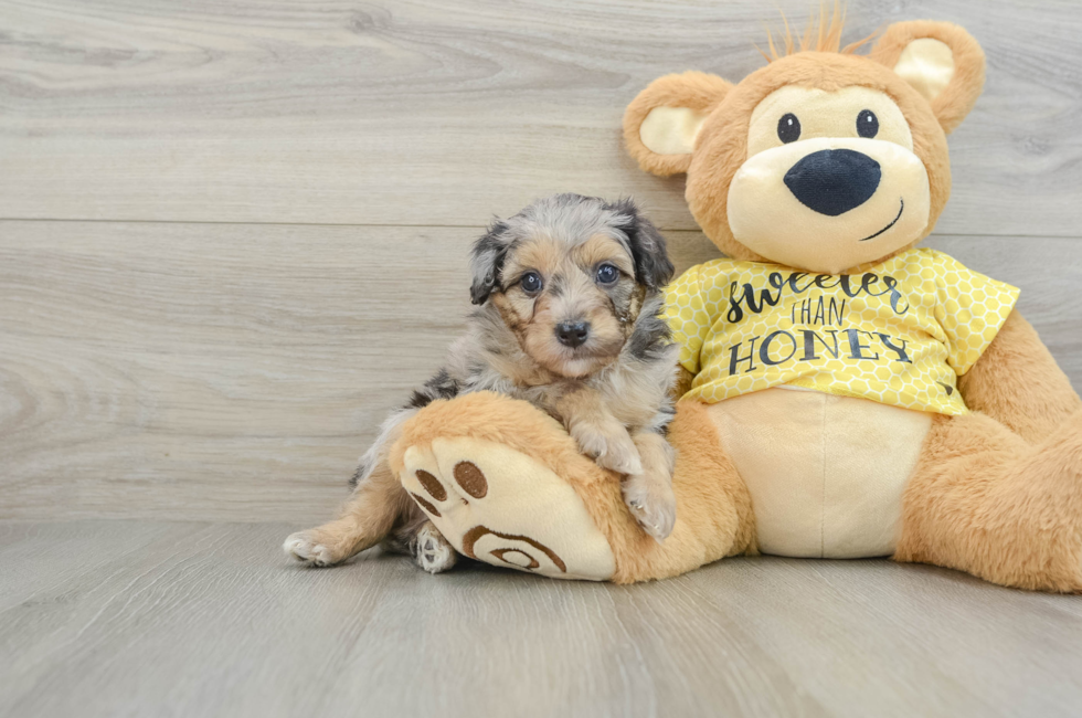 6 week old Mini Aussiedoodle Puppy For Sale - Premier Pups