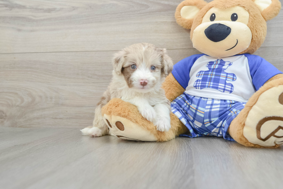 Mini Aussiedoodle Pup Being Cute