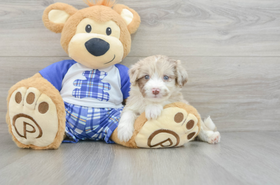 Mini Aussiedoodle Pup Being Cute