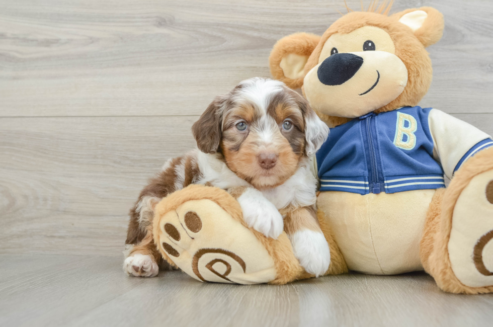 6 week old Mini Aussiedoodle Puppy For Sale - Premier Pups