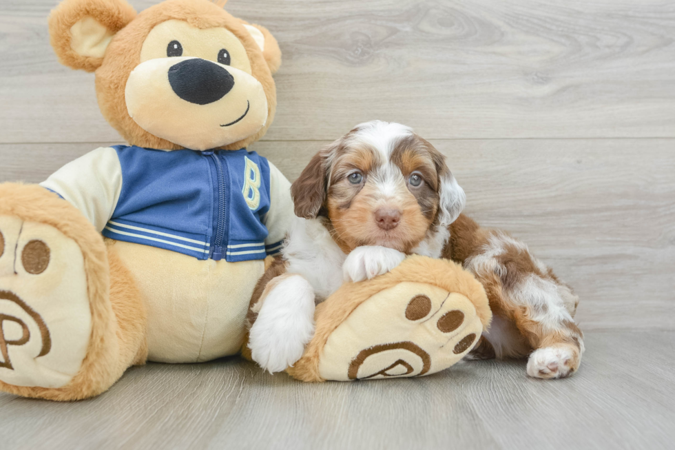 Popular Mini Aussiedoodle Poodle Mix Pup