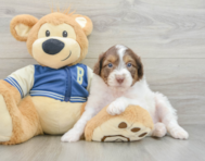 8 week old Mini Aussiedoodle Puppy For Sale - Premier Pups