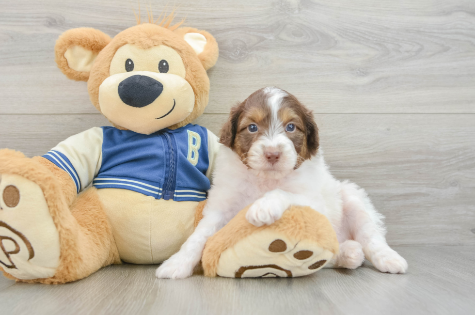 6 week old Mini Aussiedoodle Puppy For Sale - Premier Pups