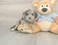 7 week old Mini Aussiedoodle Puppy For Sale - Premier Pups