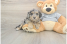 Petite Mini Aussiedoodle Poodle Mix Pup