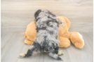 Sweet Mini Aussiedoodle Baby