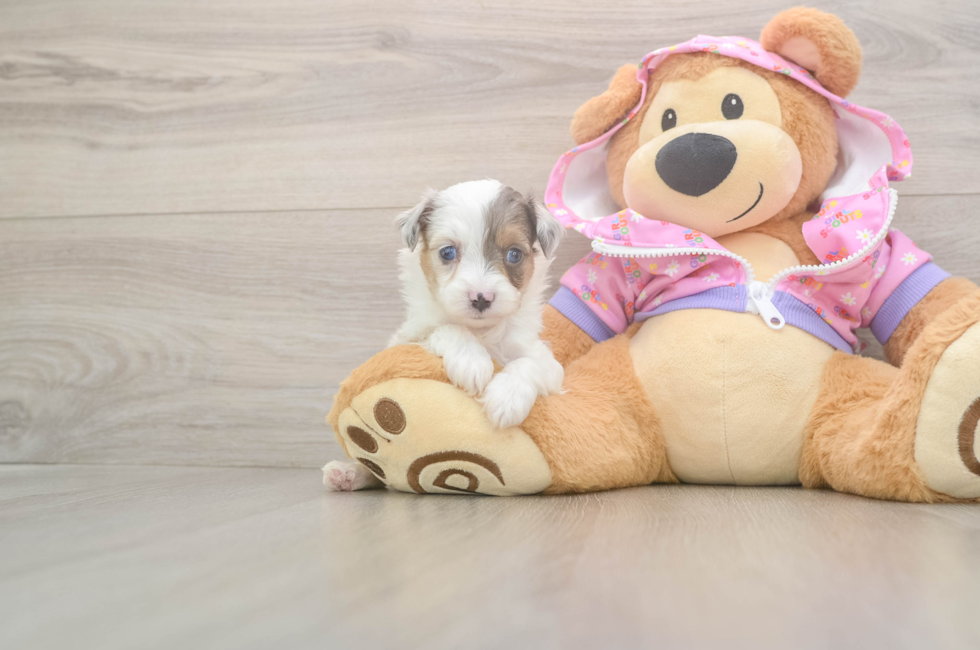 8 week old Mini Aussiedoodle Puppy For Sale - Premier Pups