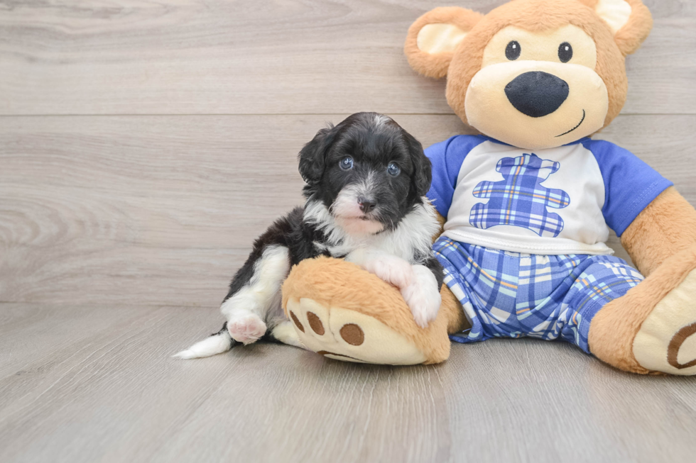 Funny Mini Aussiedoodle Poodle Mix Pup