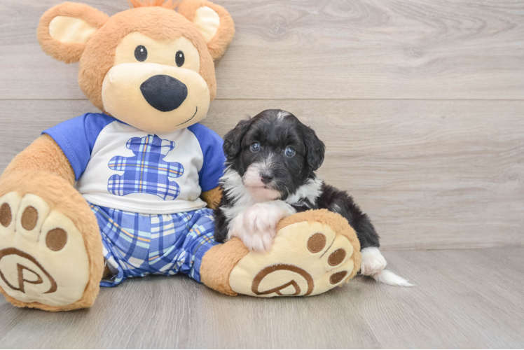 Adorable Mini Australian Shepherd X Poodle Mix Poodle Mix Puppy