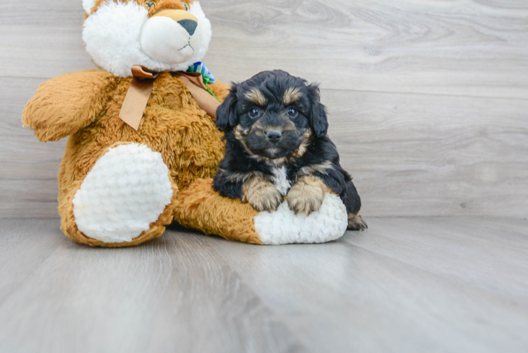 Mini Aussiedoodle Pup Being Cute