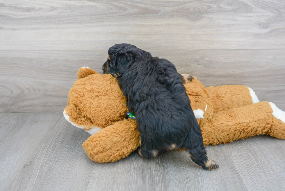 Small Mini Aussiedoodle Baby