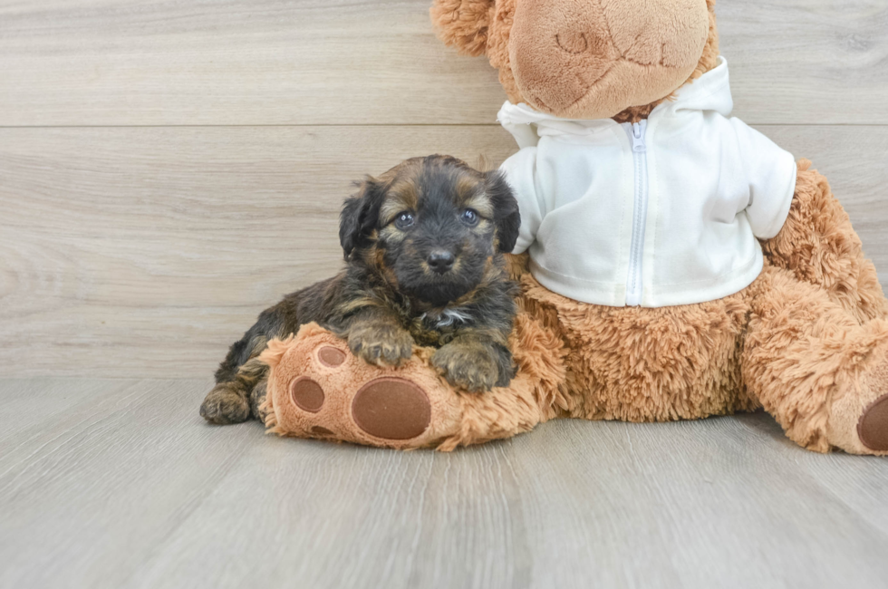 5 week old Mini Aussiedoodle Puppy For Sale - Premier Pups