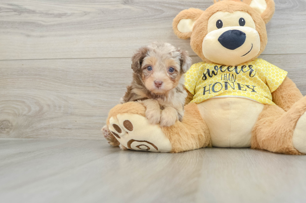 6 week old Mini Aussiedoodle Puppy For Sale - Premier Pups