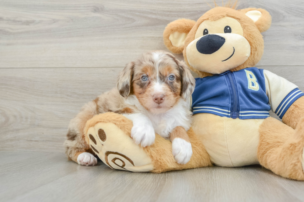 6 week old Mini Aussiedoodle Puppy For Sale - Premier Pups