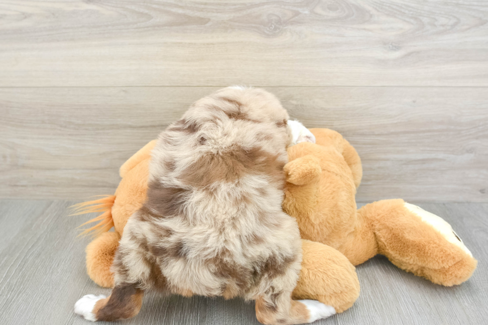 Best Mini Aussiedoodle Baby