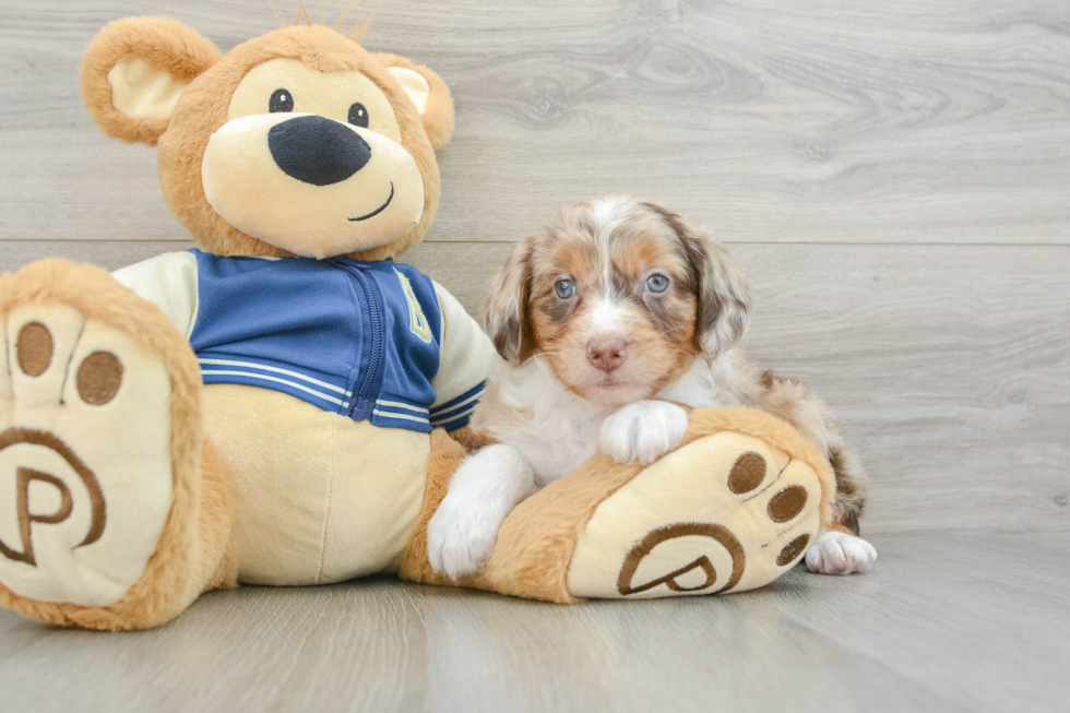 Happy Mini Aussiedoodle Baby